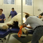 ΚΤΗΝΙΑΤΡΙΚΗ ΣΧΟΛΗ ΣΤΟ ΚΛΟΥΖ-CLUJ